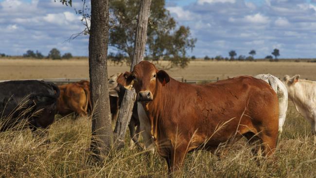 Cattle on Pegunny Station, part of the Hewitt Group's landholdings, backed by PSP Investments. Picture: Glenn Hunt