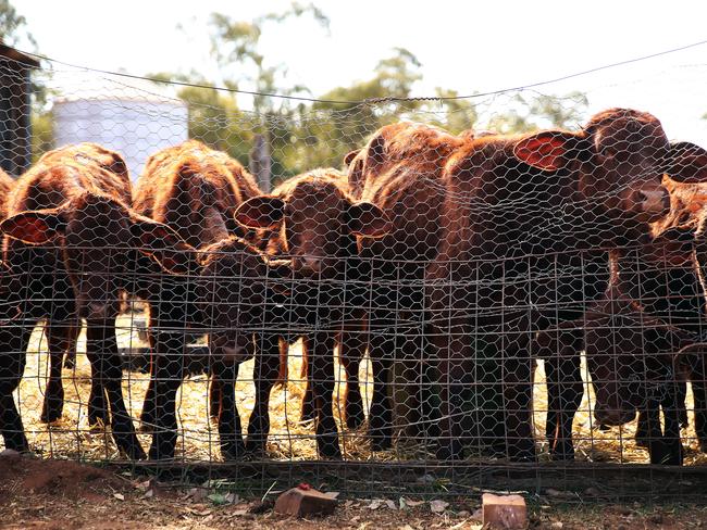 Cattle that are struggling to walk have to be killed. Picture: Sam Ruttyn