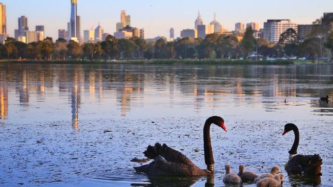 Amateur athletes and parents taking children to junior sport at Albert Park Reserve will be hit with a 100 per cent weekend parking fee rise from Monday.