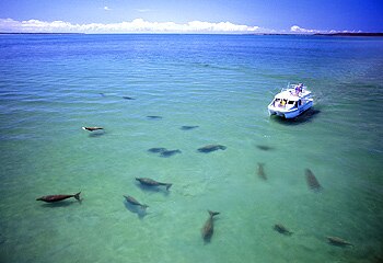 Abundant wildlife ... Moreton Bay is home to playful dolphins, turtles and dugongs.