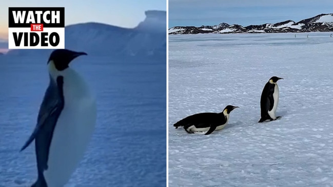 Gentle Emperor Penguins ‘virtually Extinct By 2050’ | The Australian