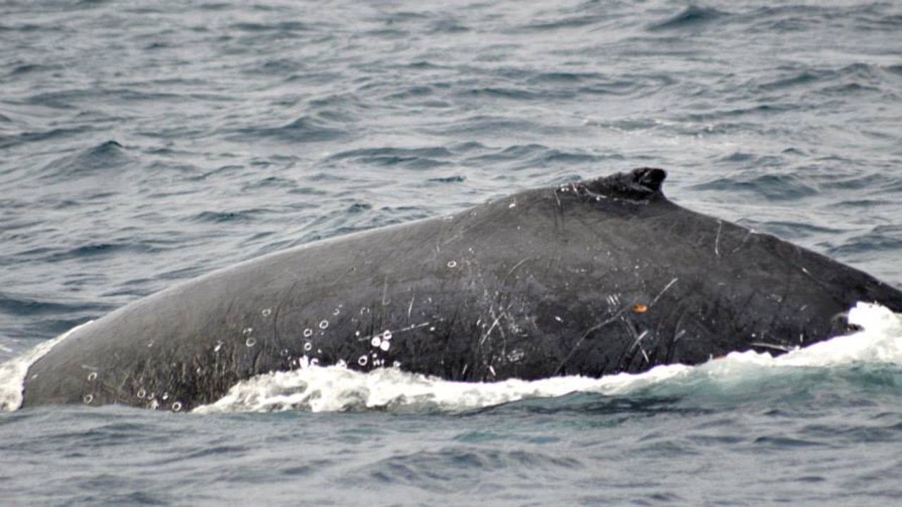 Curious juvenile humpback spotted near CSIRO and along Hobart wharf ...