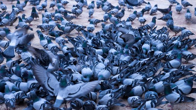 If the bird feeding ultimately causes damage to your property or your health, you may also have a civil action you can bring against your neighbour. Picture: iStock