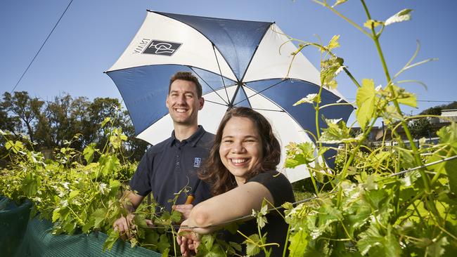 Research Scientist, Josh Hixson and PhD Candidate, Yevgeniya Grebneva in Urrbrae, where they’re using shade cloth to reduce exposure to sunlight and modify the ageing potential of rieslings. Picture: Matt Loxton