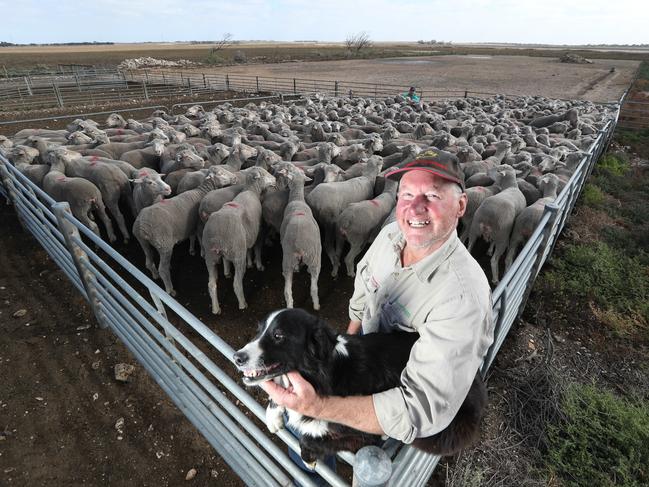 27.4.2020.Bush Bounces Back, featuring positive stories from the livestock, grain, horticulture and viticulture sectors. Garry Hansen is the livestock case study after receiving some phenomenal money selling ewes online recently.Garry at his Coomandook property with dog Perry. PIC TAIT SCHMAAL.