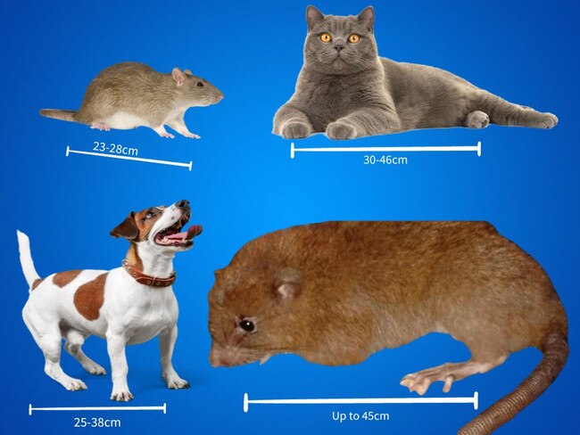 How the giant rat stacks up.