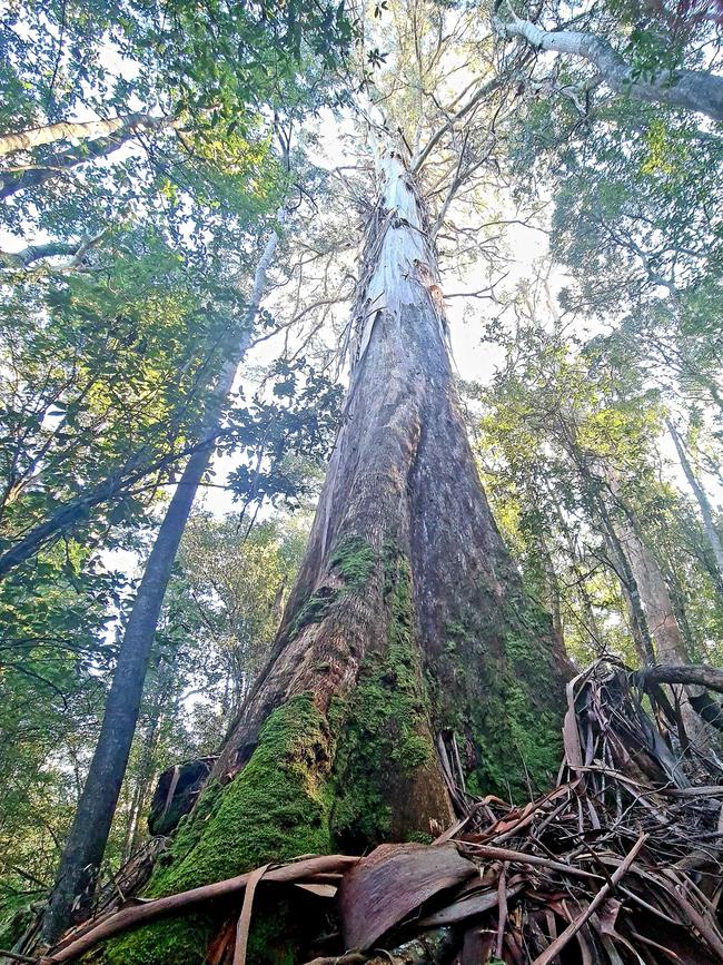 One of the trees in the forests of Derby. With three coupes near Krushka's trail slated for logging in 2021 and 2022, tensions are again flaring in the small North-East township. Picture: Supplied