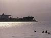 Sea lions swim as the Exxon Valdez sits at anchor