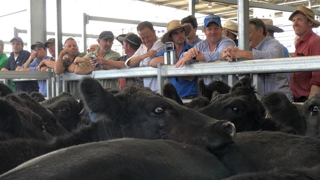 Yard talk: There is plenty to catch up on at the pens, and this Ballarat store cattle sale proved a good opportunity to discuss the continuing rise of the cattle market.