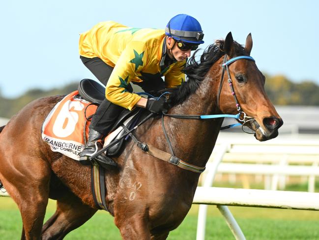 CRANBOURNE, AUSTRALIA - AUGUST 26: Blake Shinn riding Estriella winning heat seven during barrier trials at Cranbourne Training Centre on August 26, 2024 in Cranbourne, Australia. (Photo by Vince Caligiuri/Getty Images)