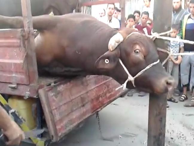 The bull lies in the back of a truck just prior to its throat being cut.