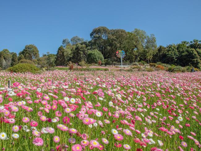 The paper daisy display at the Australian Botanic Gardens in Mount Annan has bloomed weeks ahead of schedule. Picture: Glenn Smith.