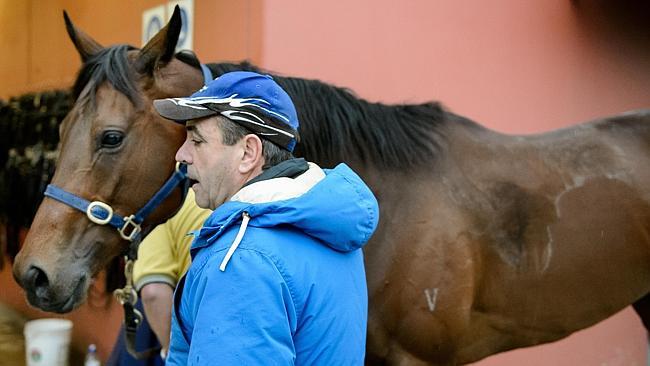 Pic Jay Town: Mark Kavanagh inspects Atlantic Jewel, after working at Flemington.