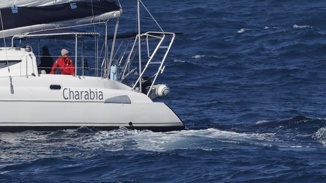 The crew of the yacht turned around in the moments after the humpback whale dived beneath the surface. Picture: Jeffrey Addison