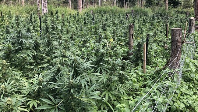 Mackay police located a large-scale bush cannabis crop in the mountains of Calen.