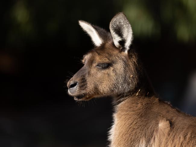 Kangaroo Island Kangaroo late afternoon light. Supplied: Zoos Victoria