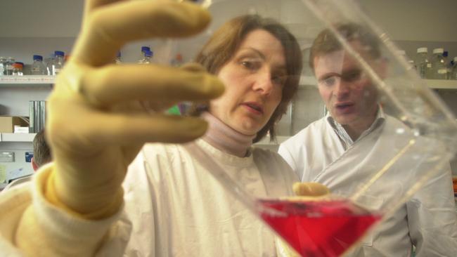 Geneticists Dr Joy Rathjen & Professor Peter Rathjen inspecting tissue & cell cultures in Adelaide University's laboratory. Picture: Chris Crerar.