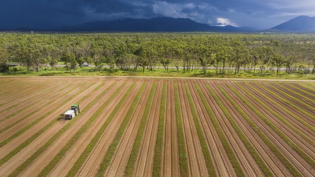 Top Shelf International's agave farm south of Bowen in Queensland.