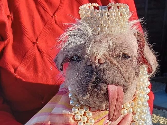 Four year old Peggy was named ugliest dog in Britain. Picture: ParrotPrint