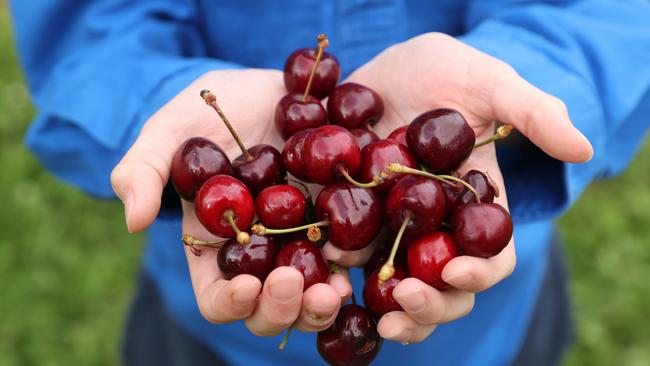 Cherries have been affected by a number of issues this season. Picture: Tara Croser