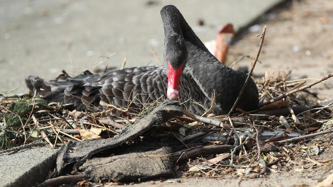 A swan that created a nest out of plastic and rubbish collected along Melbourne's Yarra River. Picture: Alex Coppel