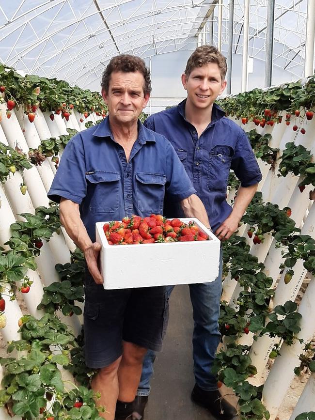 Anthony Sarks and son, also Anthony Sarks, at Ricardoes Tomatoes in Port Macquarie. Picture: supplied