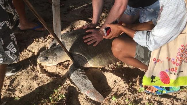 Sea Life representatives travelled to East Timor where they spent one week working with local groups for World Turtle Day this year, where they rescued this olive ridley turtle. Picture: Sea Life