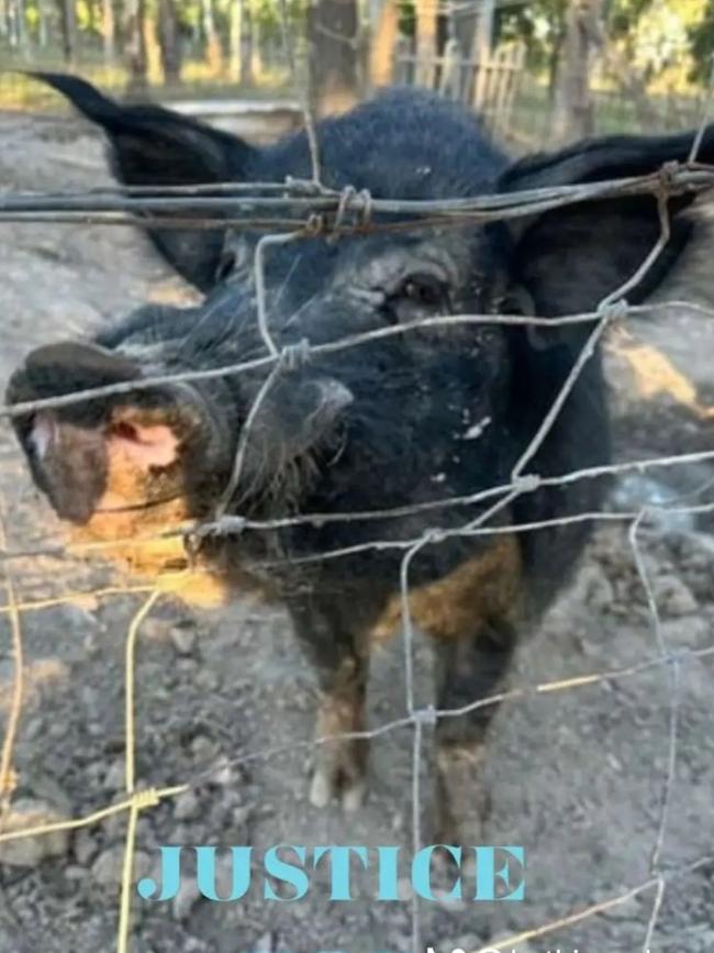 Bundy, the pet pig allegedly shot by police officers. Picture: Contributed