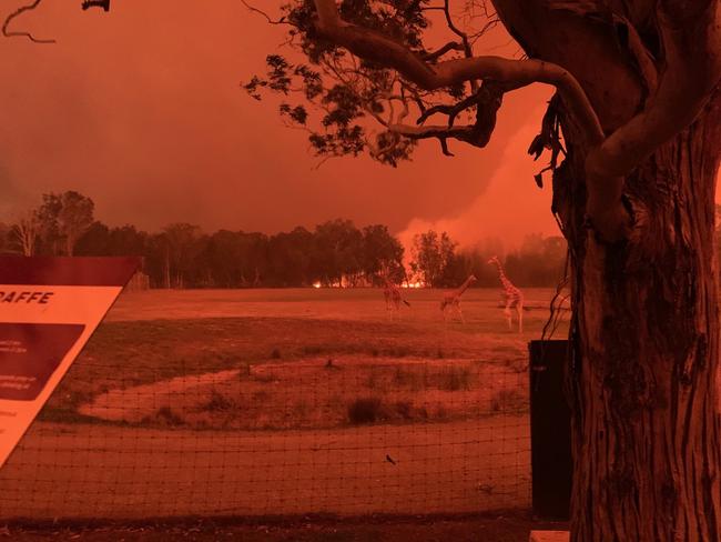 NSW Bushfires: A supplied image shows Mogo Zoo on the NSW south coast as it was saved by a heroic effort by the NSW RFS. Picture: Supplied