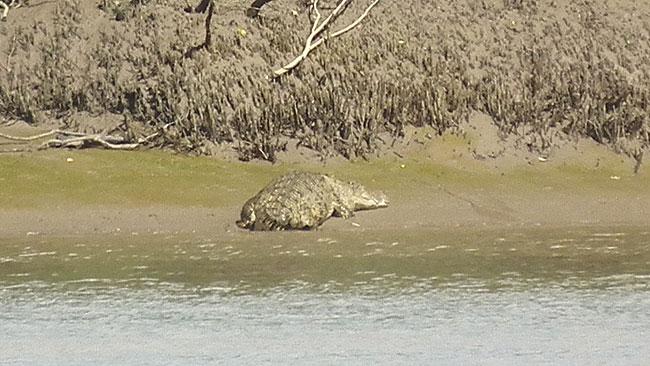 Maryborough crocodile