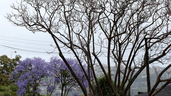 The Jacaranda tree that was allegedly poisoned back in Clontarf late last year. Picture: Troy Snook