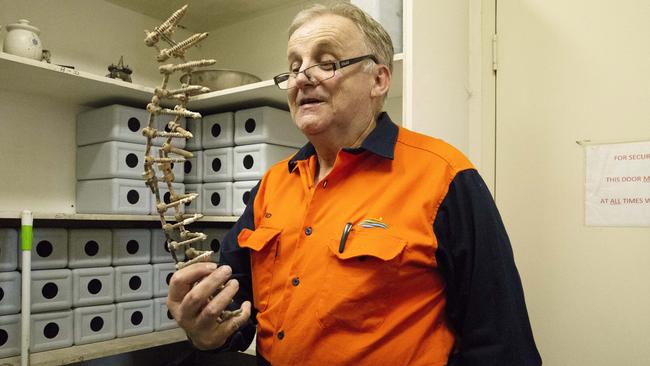 Crematorium operator David Bennett holds an old human spine riddled with screws that didn’t melt in the furnace. Picture: Keri Megelus/news.com.au