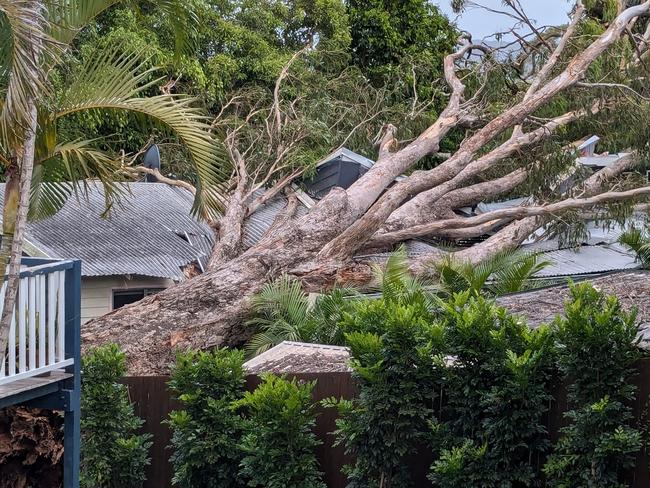 Tree falls on house. Picture - Facebook.