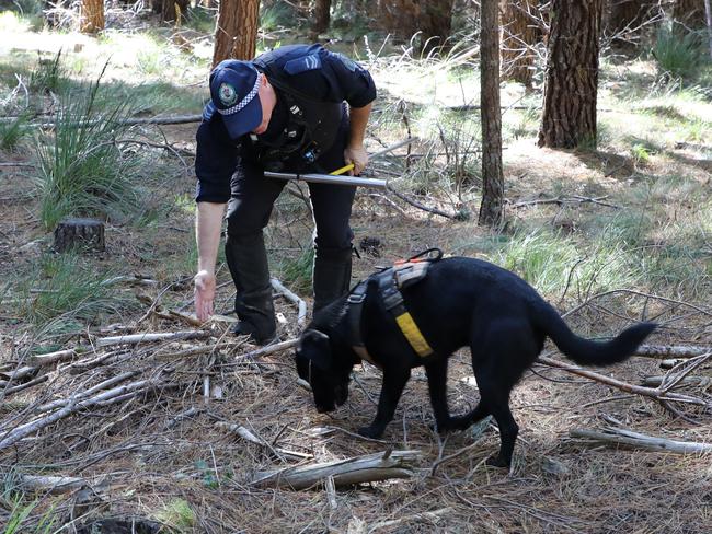 NSW Police and sniffer dogs search for Jessica Zrinski at Hampton state forest.