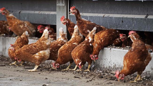 The chickens at the affected property (not pictured) will be destroyed to stop the spread of avian influenza. Picture: AFP