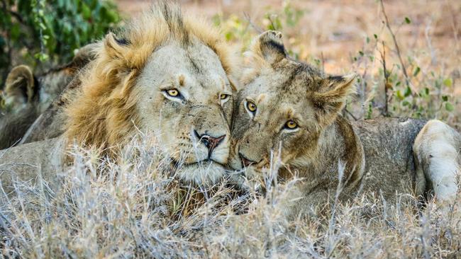 Beautiful bond ... Two lions show their affection. Picture: Robert Irwin