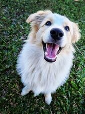 Honey, 2, Cairns Post Cutest Dog nominee, July 2023