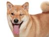 Musk the X factor for Dogecoin