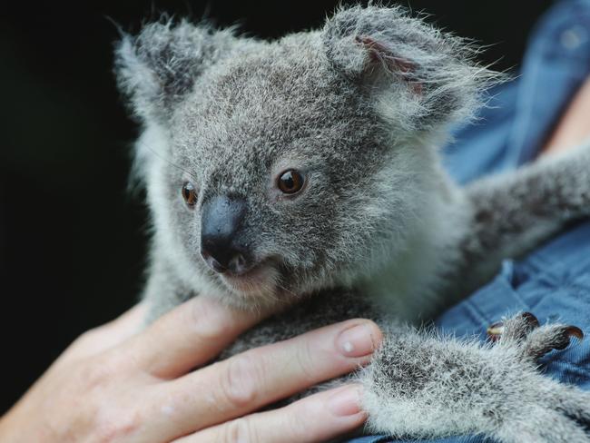 EXCLUSIVE NEWS360 PREMIUM LOCKED CONTENTNO NEWS.COM, NO SKY, NO WEST AUSTRALIAN, NO AUS A Koala rescued by Koala Rescue Queensland who have worked tirelessly during the recent bushfires and storms to rescue and rehabilitate scores of injured koalas across the state. Photo Lachie Millard