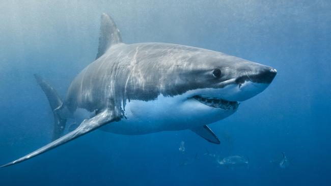 Should sharks be culled if they attack humans? PIC: SUPPLIED - GENERIC.