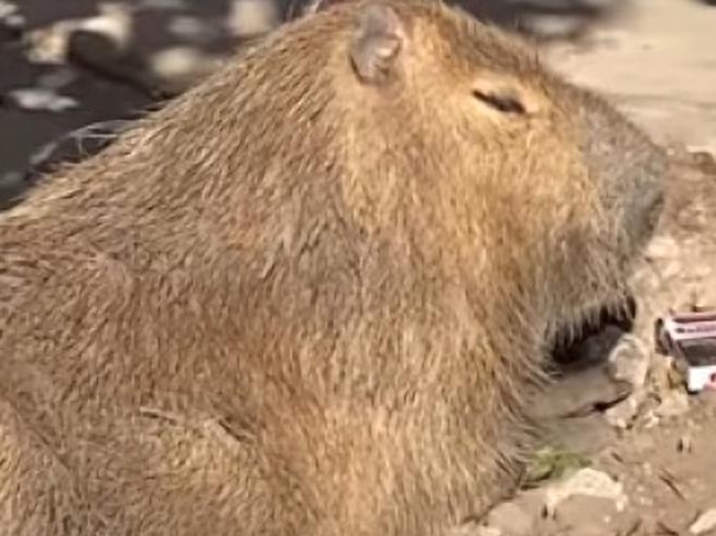 Pics Shows: Pancho the capybara;This is the huge rodent which hundreds of residents of an Argentine neighbourhood have surrounded to stop the police taking it away from the eight-year-old girl who keeps it as a pet.   Picture: CEN/australscope