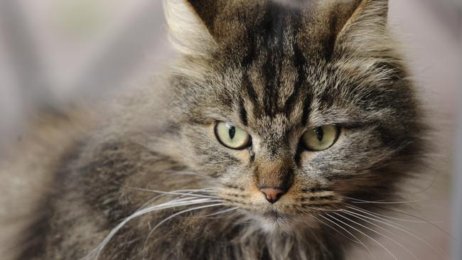 Liverpool Council is investigating the feasibility of a trap-neuter-return program to control feral cat populations.