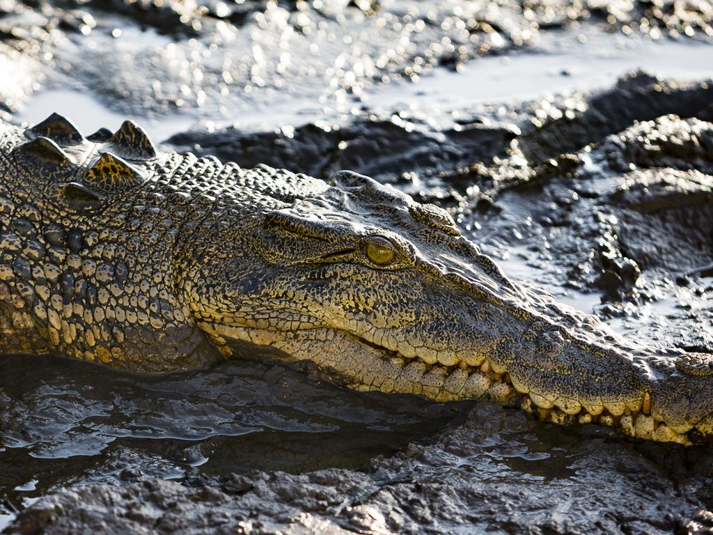 Crocodiles NT: Croc snapped eating pig at popular NT fishing competition  the Barra Nats