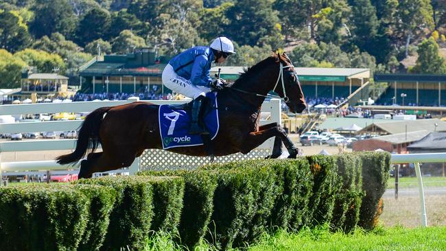 Spying on You in full flight as he heads to victory in the last ever Great Eastern Steeplechase at Oakbank in April. Photo: Brenton Edwards.