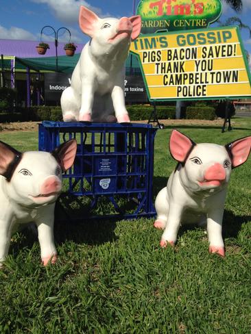 Pig celebrates coming home after being “pig-napped” in 2014.