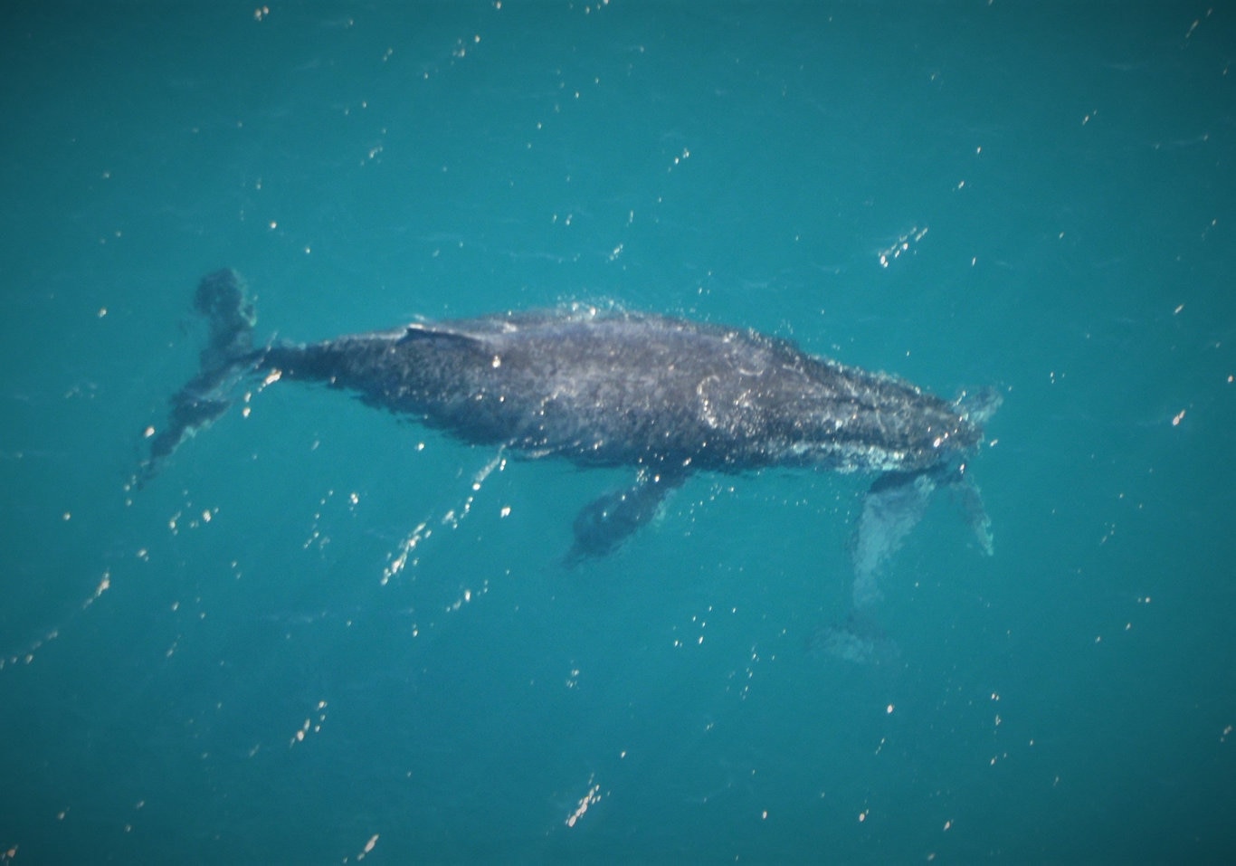 Humpback whale gives birth | The Courier Mail