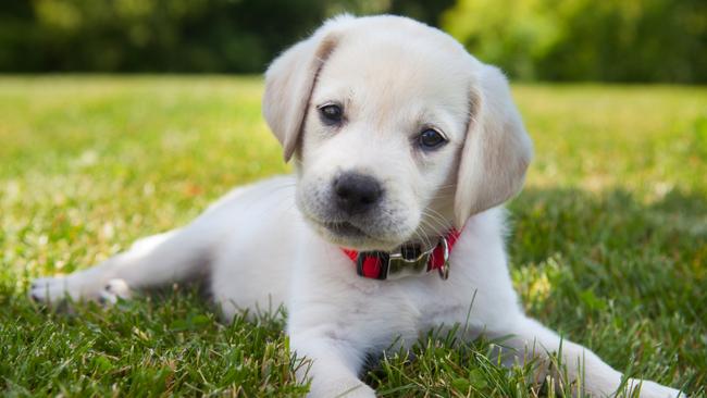 NT vets are raising the alarm over a fatal canine disease that they say has killed thousands of dogs in the Territory in the past year and could kill many more if it continues to spread at its current rate. Picture: iStock