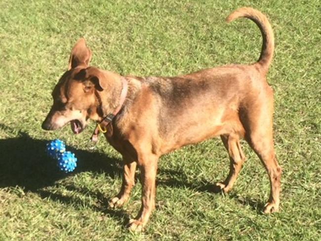 BELLA AKA FUR PANTS: Food, the beach, toys, walks and snuggles are all things this 11-year-old German pinscher loves.