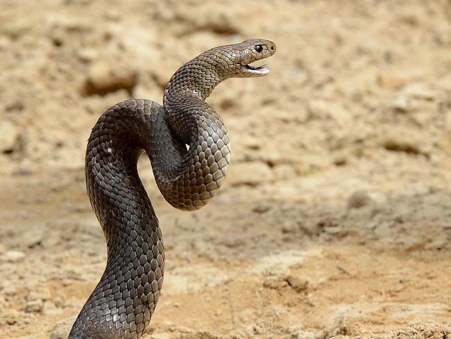 (FILES) This photograph taken on September 25, 2012 shows a deadly Australia eastern brown snake, which has enough venom to kill 20 adults with a single bite, in the Sydney suburb of Terrey Hills. Invasive species that wreck crops, ravage forests, spread disease and upend life-sustaining ecosystems are spreading ever faster across the globe, and so far humanity has failed to stem the tide, reported a major scientific assessment. From water hyacinth choking Lake Victoria in East Africa, to rats and brown snakes wiping out bird species in the Pacific, to mosquitoes exposing new regions to Zika, yellow fever, dengue and other diseases, the report catalogued more than 37,000 so-called alien species that have taken root -- often literally -- far from their places of origin. (Photo by William WEST / AFP)