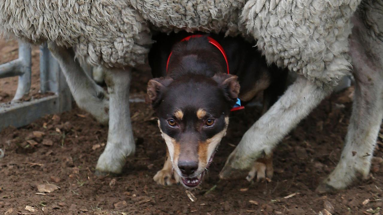 Dogged supporters: Record crowds of spectators flocked to the annual Australian Kelpie Muster at Casterton this year. Picture: Yuri Kouzmin